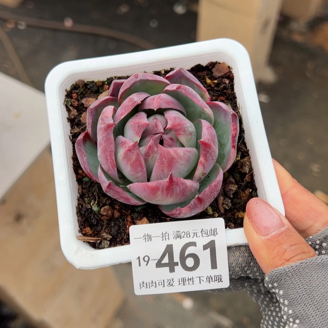 惊鸿仙子单头多肉多肉多肉多肉