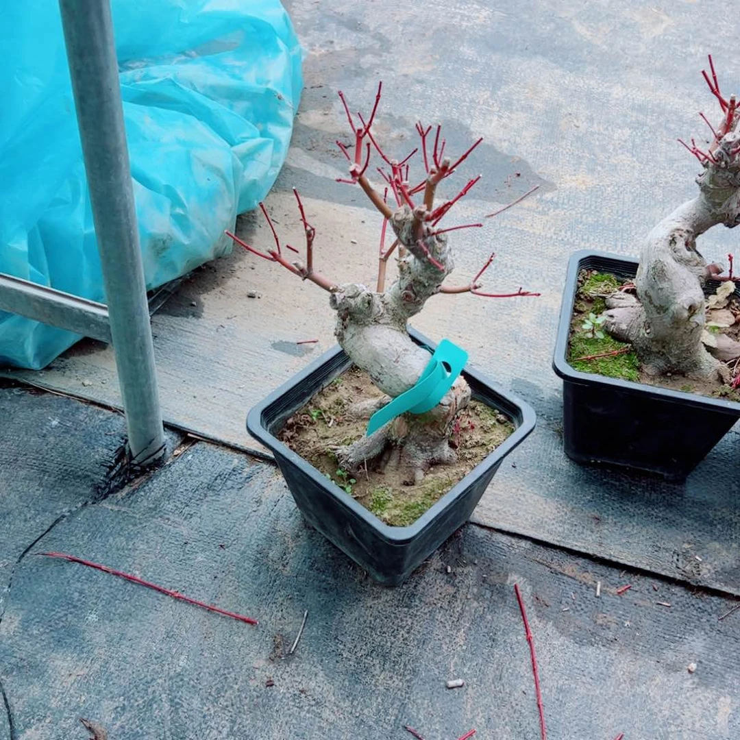 胡*枫树枫树枫树枫树