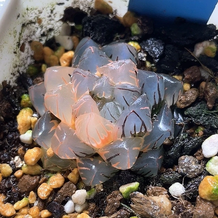 817水中月锦特选福利