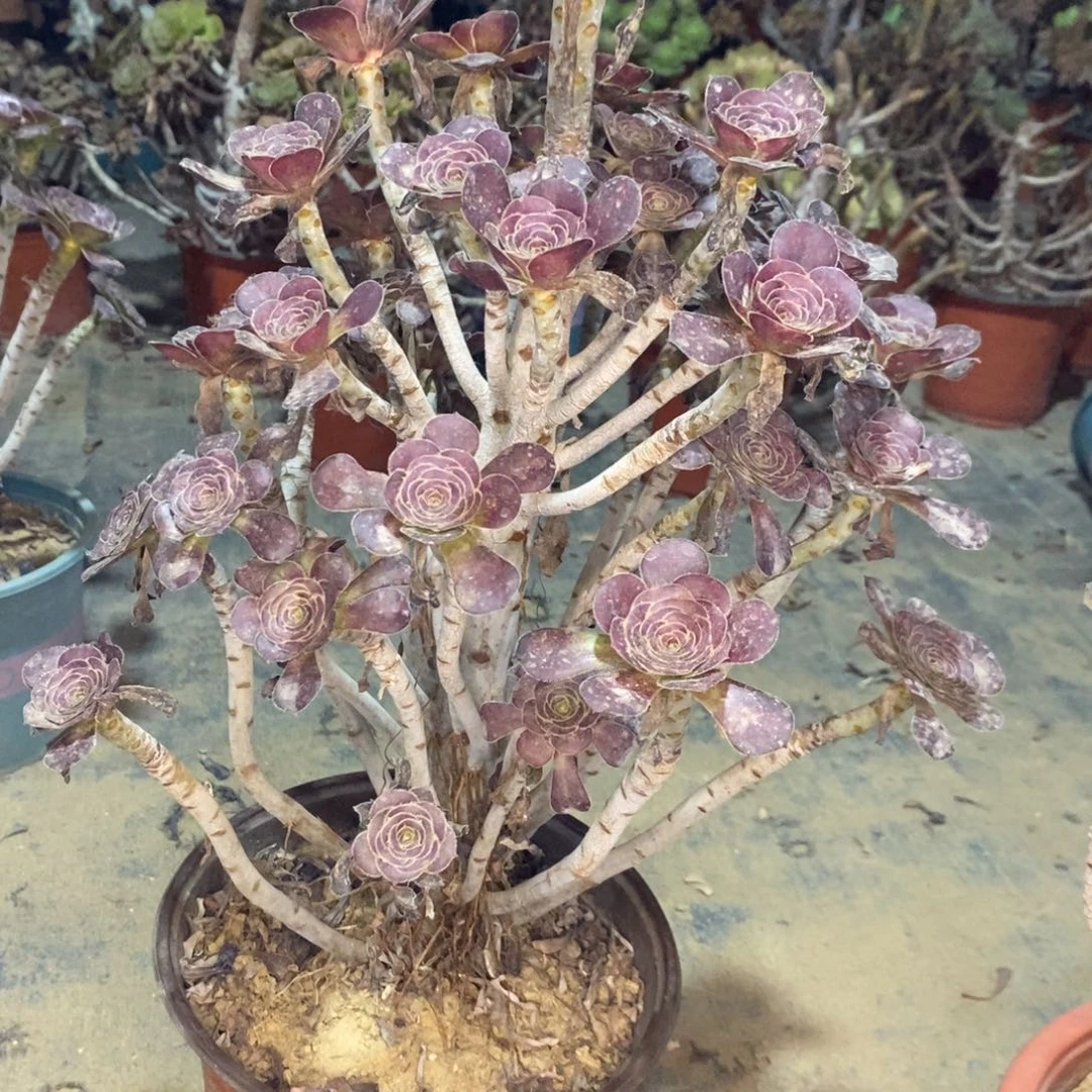 圆叶多肉植物071
