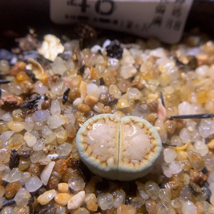 精品生石花28.46