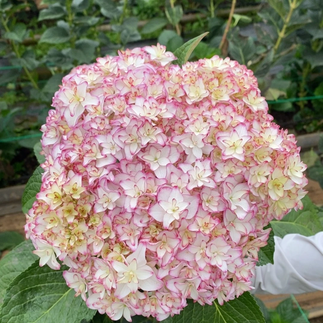 520号绣球/有色差介意勿拍/3单冷链包邮，偏远补运费发德邦空运
