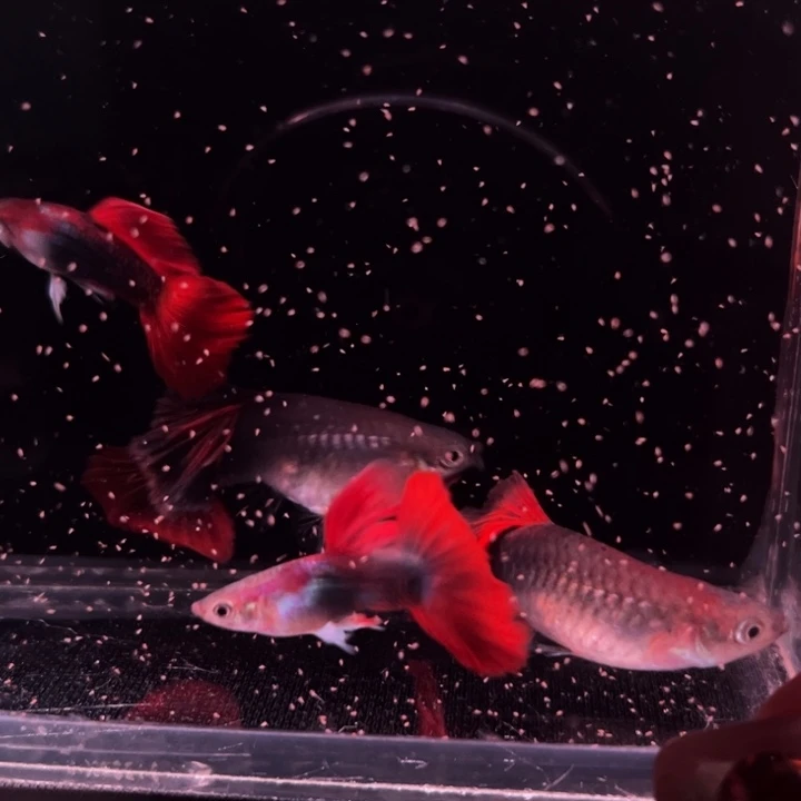 孔雀鱼菊花帆紫林大背折扇2对