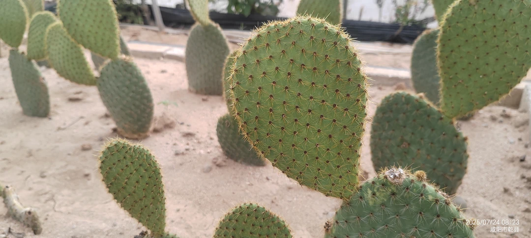 夏季好养新手适用金毛团扇仙人掌叶片多肉植物