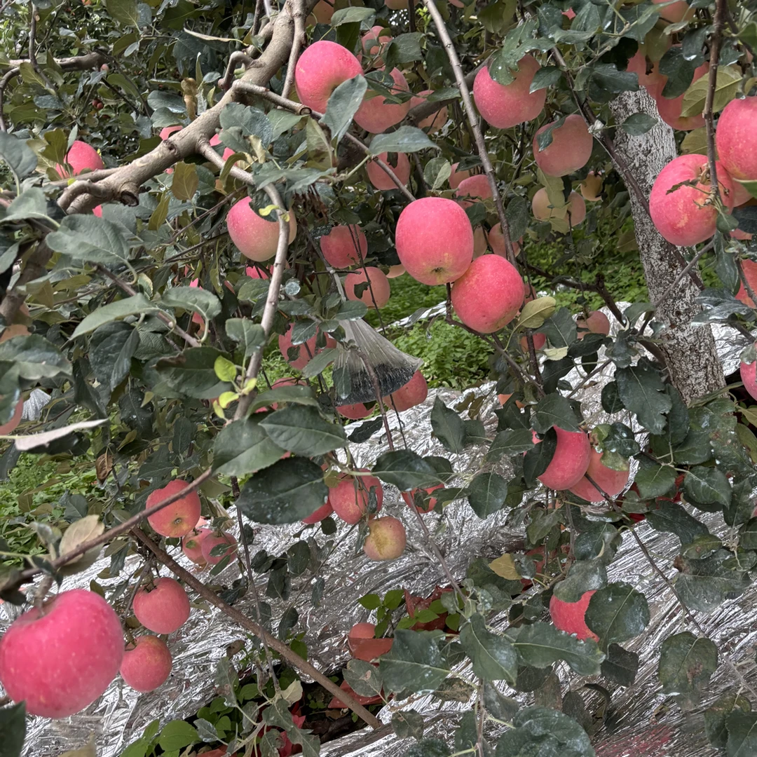 顺平伊祁山红富士苹果