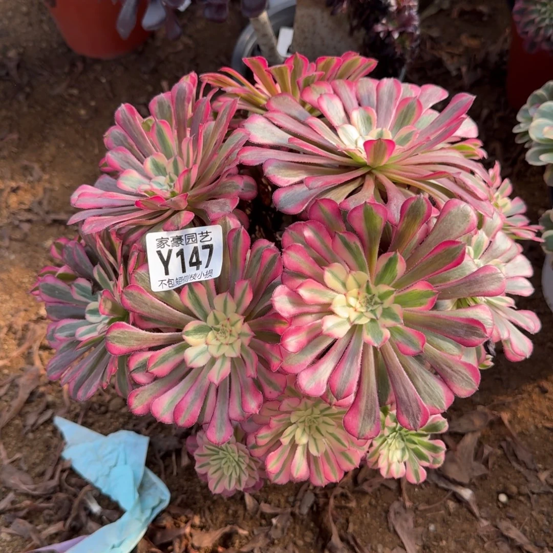 147粉瞳官服25左右2