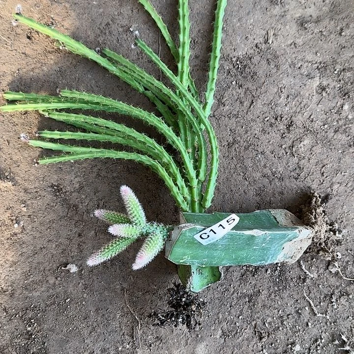 情**处嫁接糖果仙人球115