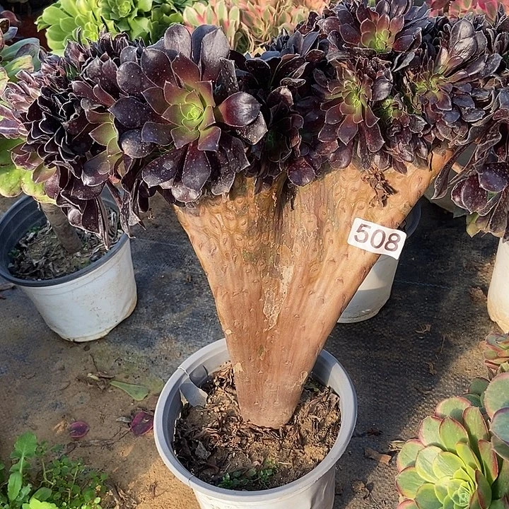 瓯紫缀508多肉不包断