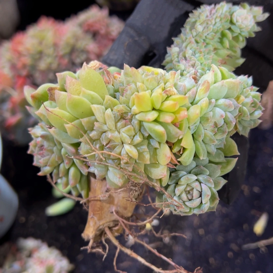 黄钻冰魄缀13朵朵缀微瑕