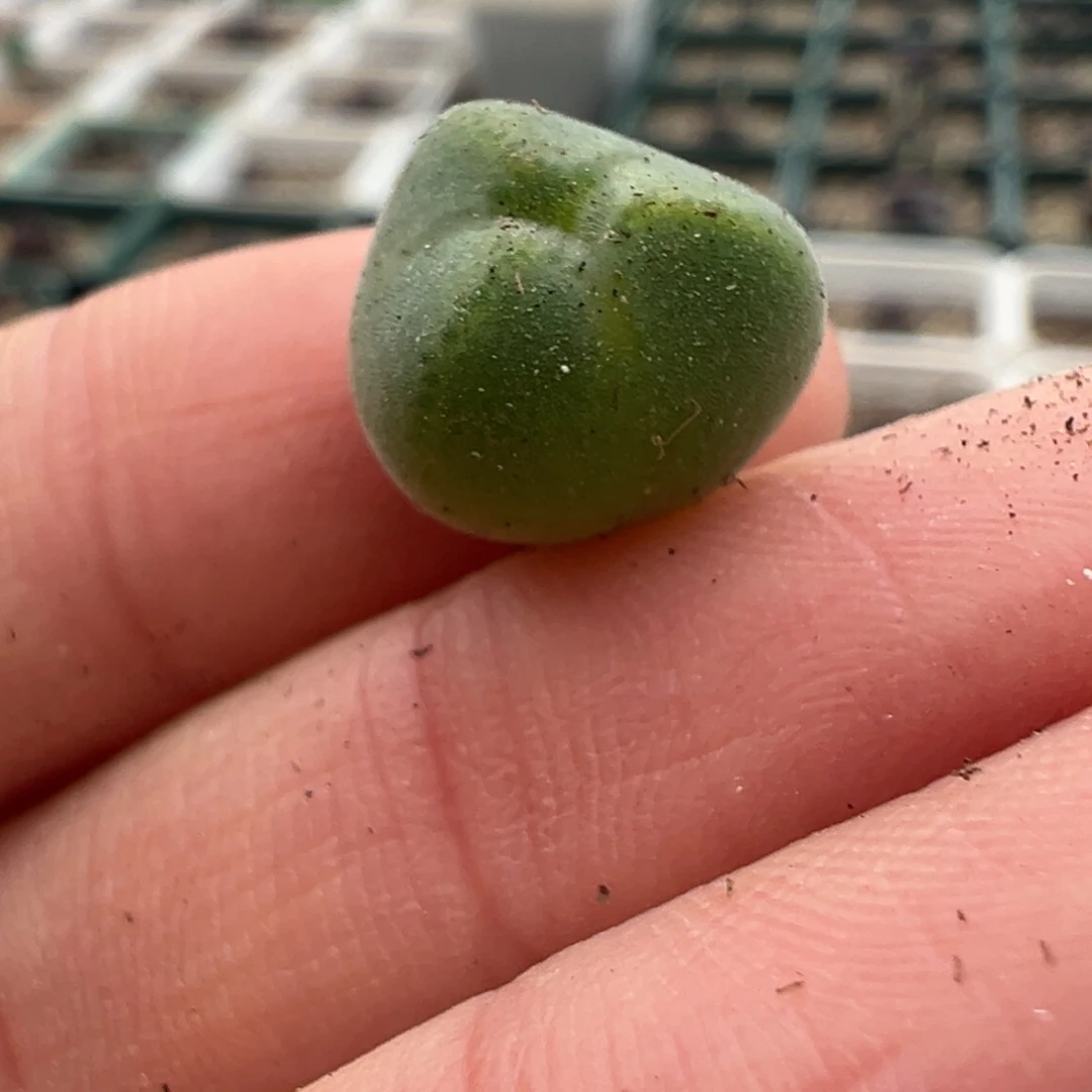 爱心空蝉奔奔多肉