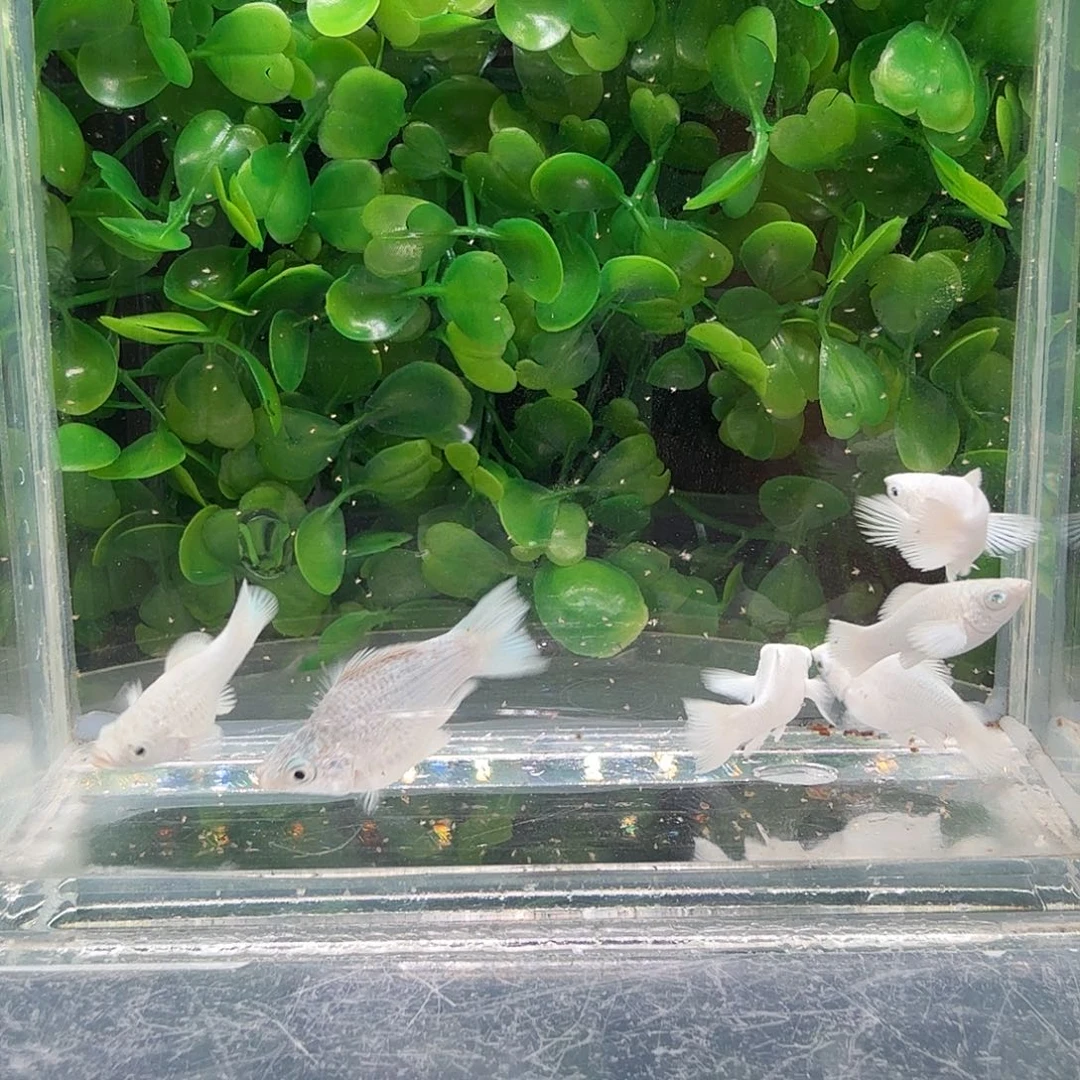 孔雀鱼瓷白玛骊球苗6条不分公母