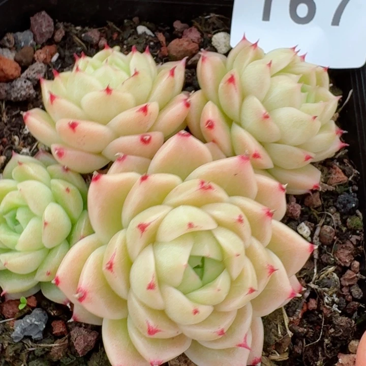 麦秆群生         精控精养多肉植物
