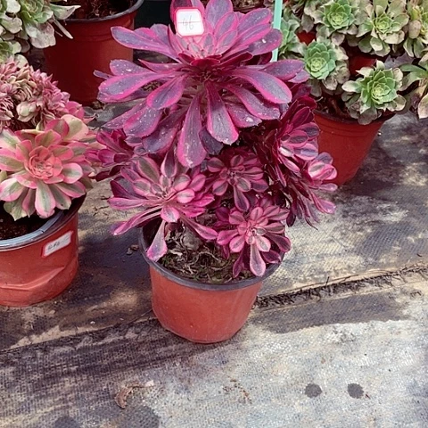 丽娜多肉法师46号