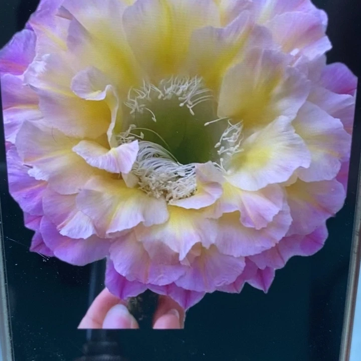 彩草马丙侧芽4.5公分左右