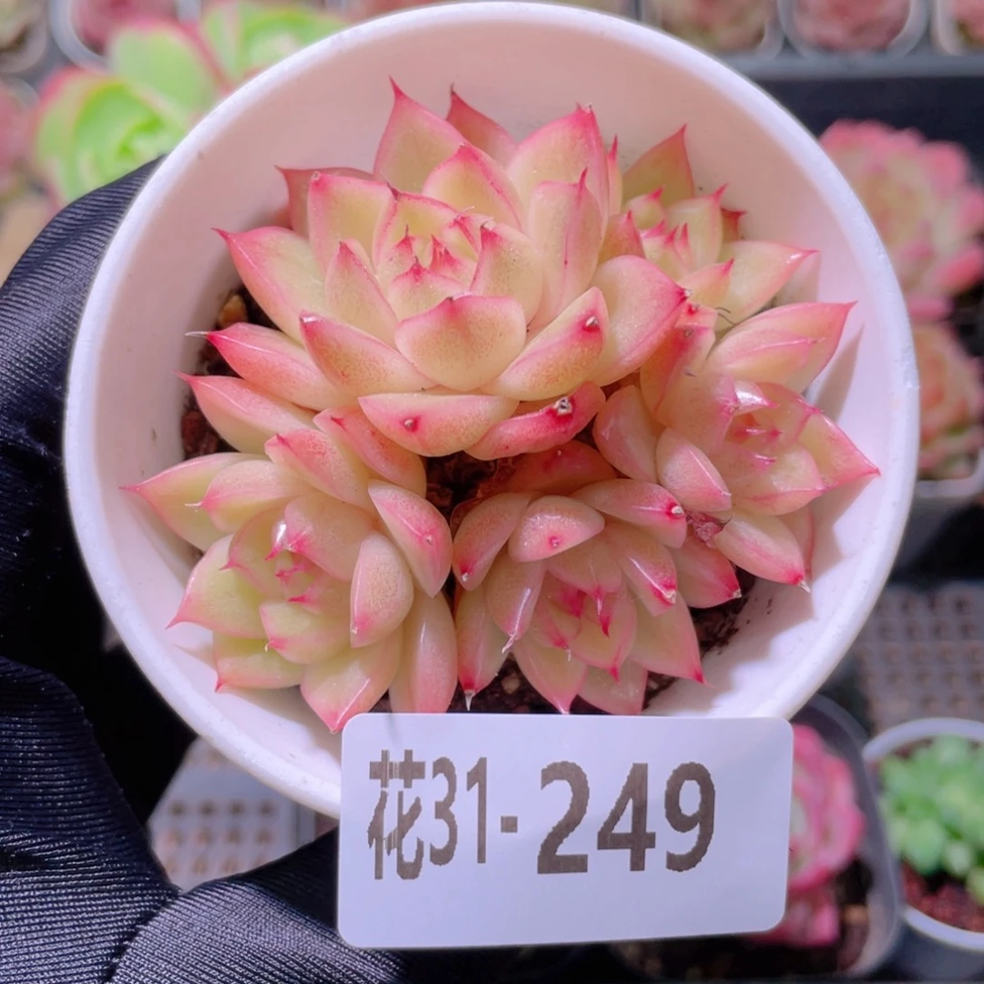 花利美31-249麦秆