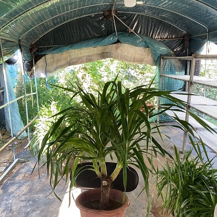 完全开放处理多头龙须裸根发货9.9的