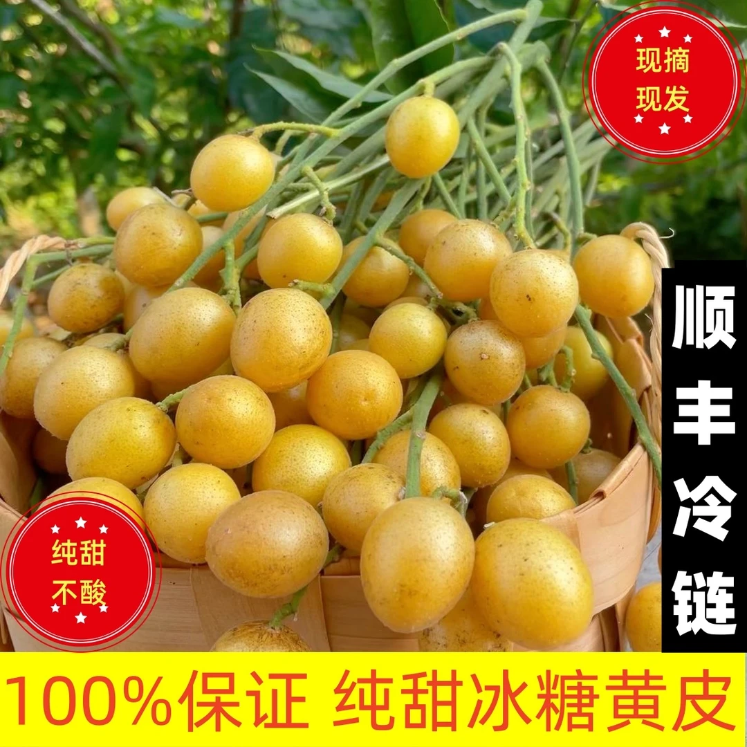 【纯甜无酸】广西冰糖糖心黄皮果新鲜山黄皮果100%纯甜树熟现摘顺丰