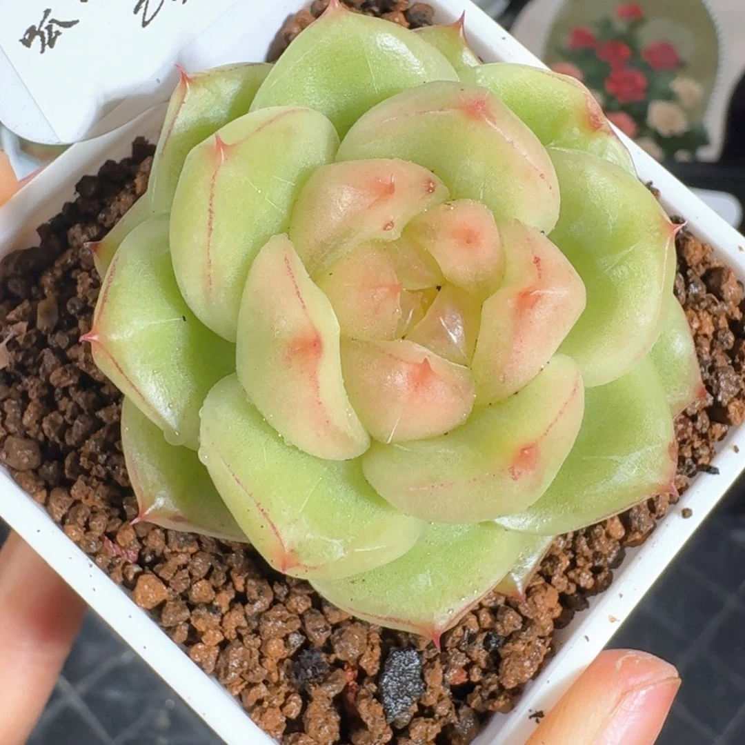 0624-88-珍妮单头孤品
