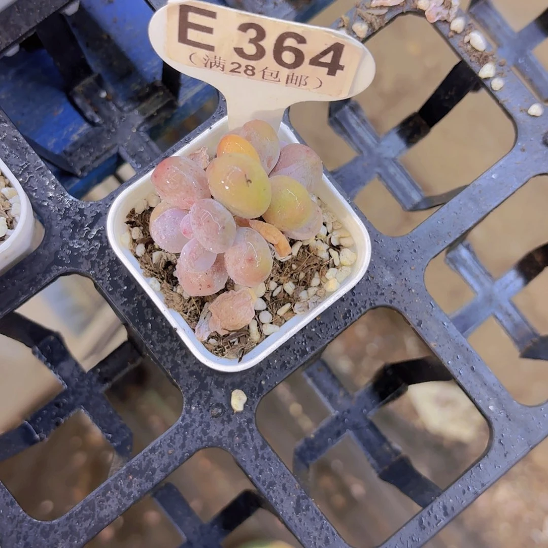 哈***我C364蛋黄奶一物一拍