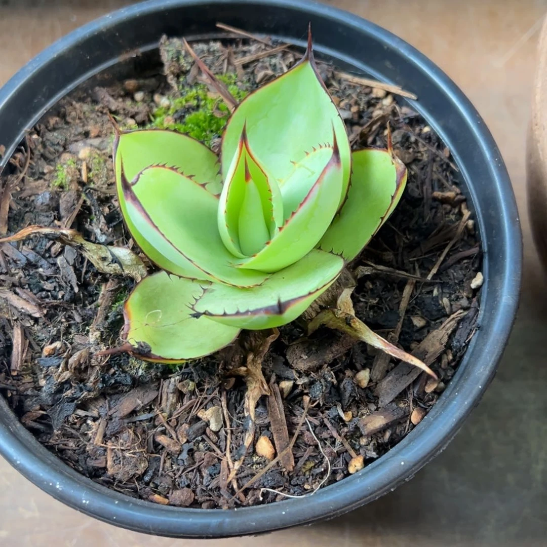 无花朵多肉植物龙舌兰道