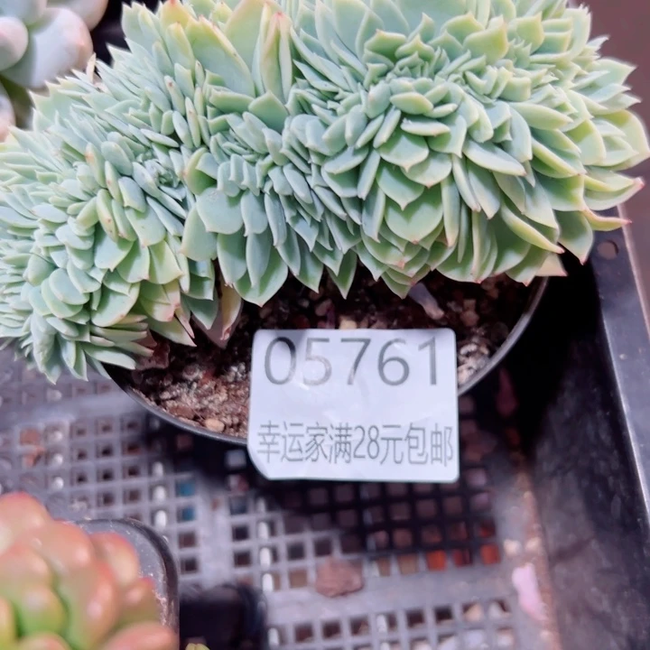 幸运的是你能在我身边陪