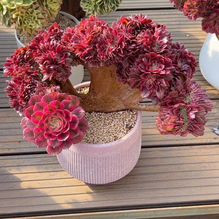 倾城缀化微瑕特价