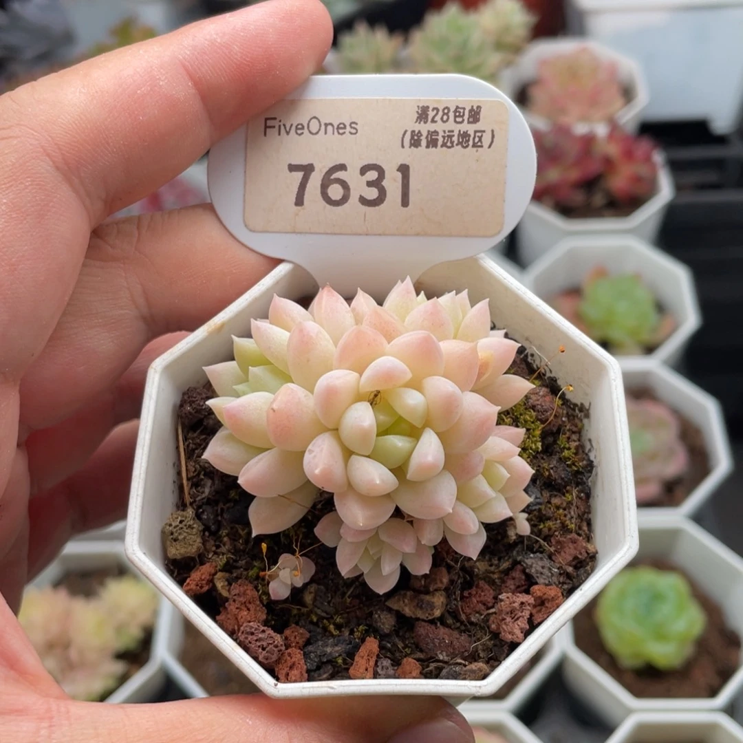 白雪7631-5.0厘米
