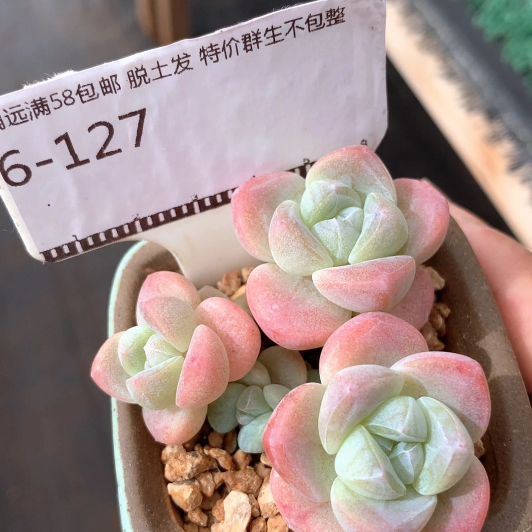 福利6头冰玉老桩不包整