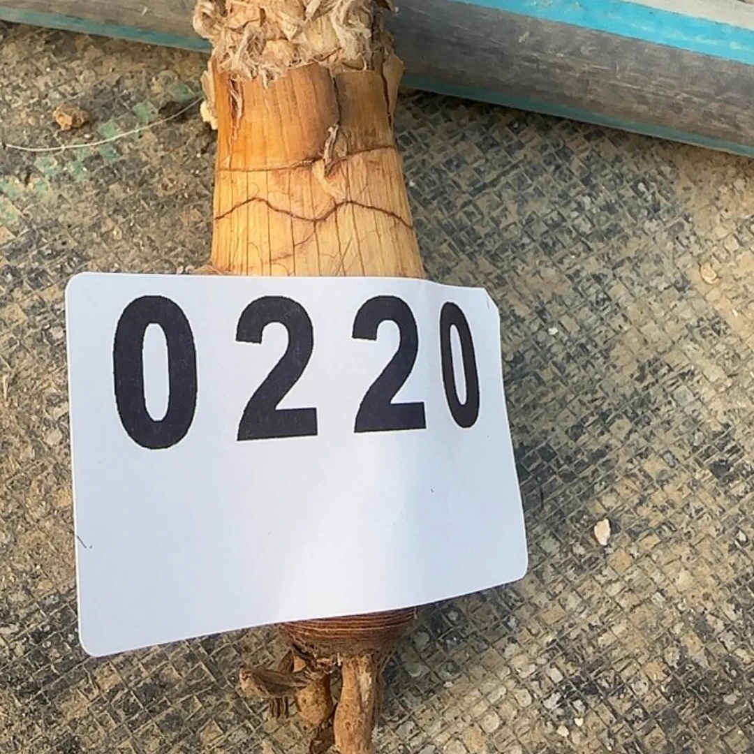 【闪购商品】?**鱼块根植物