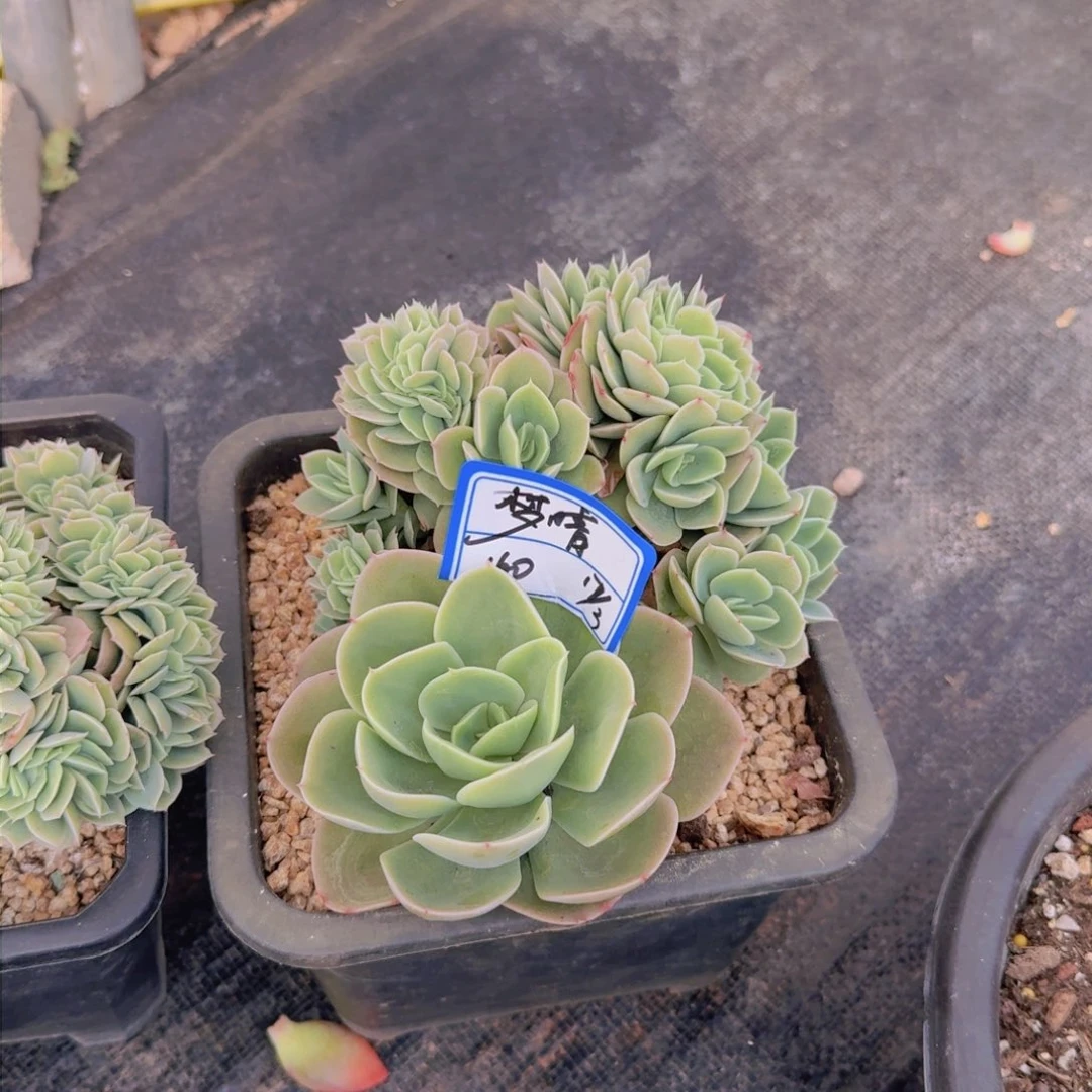 梦*?梦晴星娜塔缀