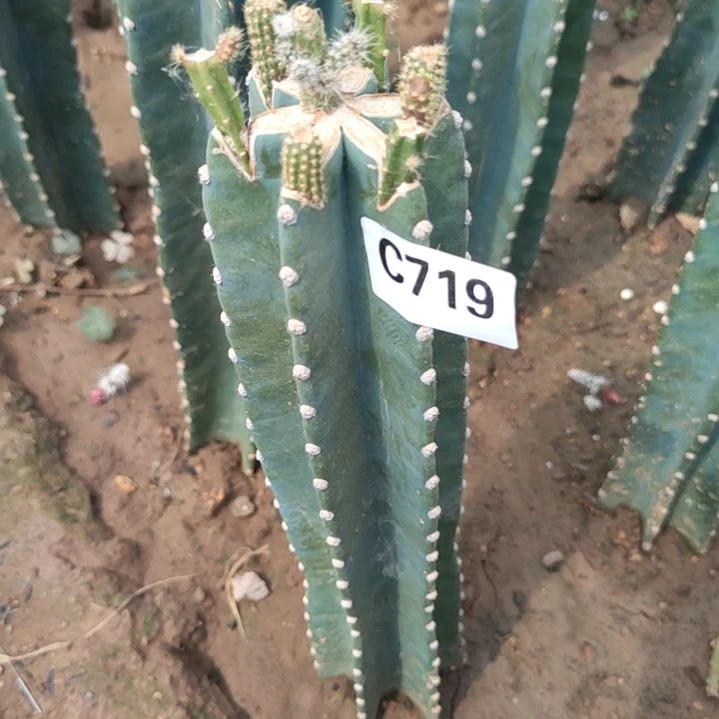 迁****?量天尺鼠尾令箭719