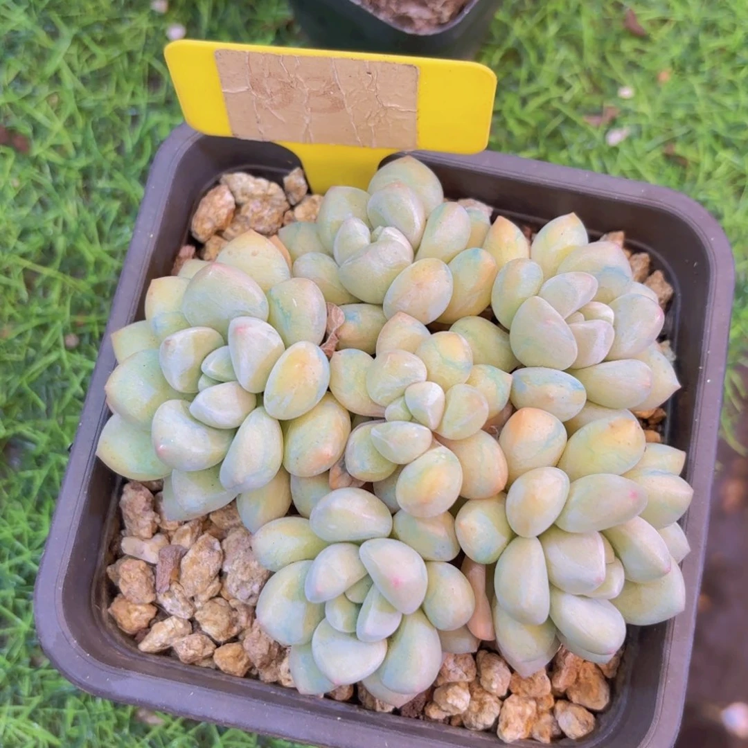 8*8我的小可爱们都好可爱