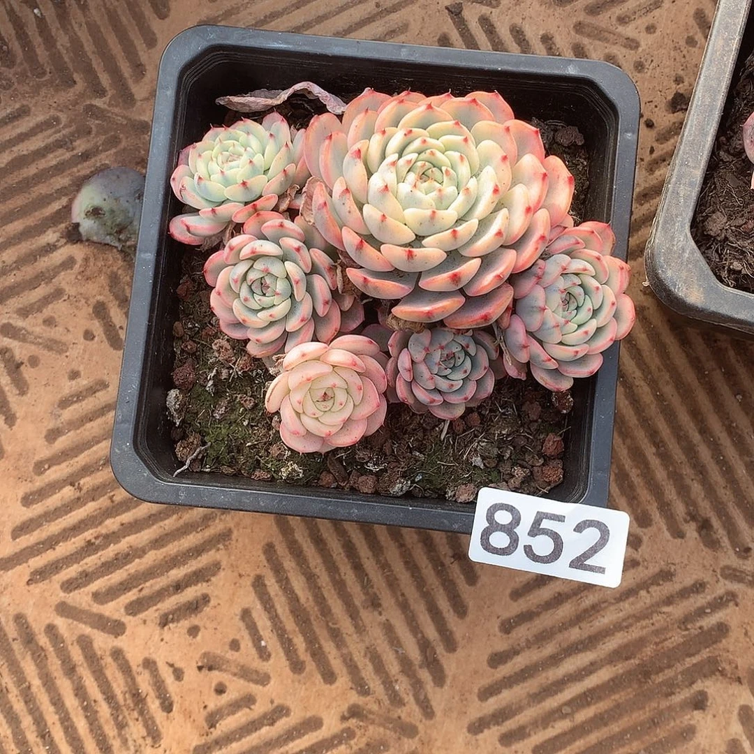 852 一物一拍多肉