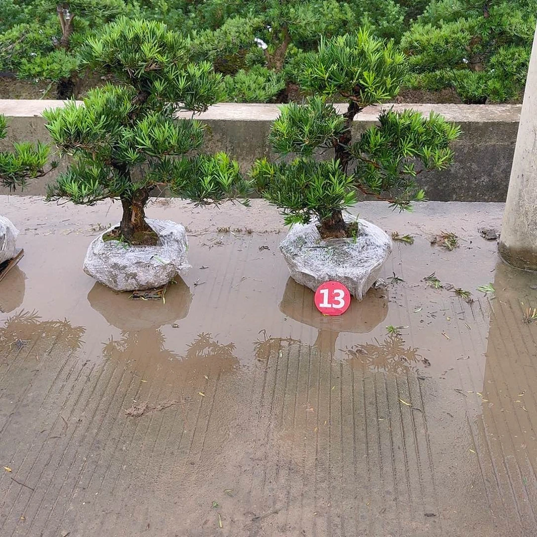 东***】完全开放罗汉松基地发货