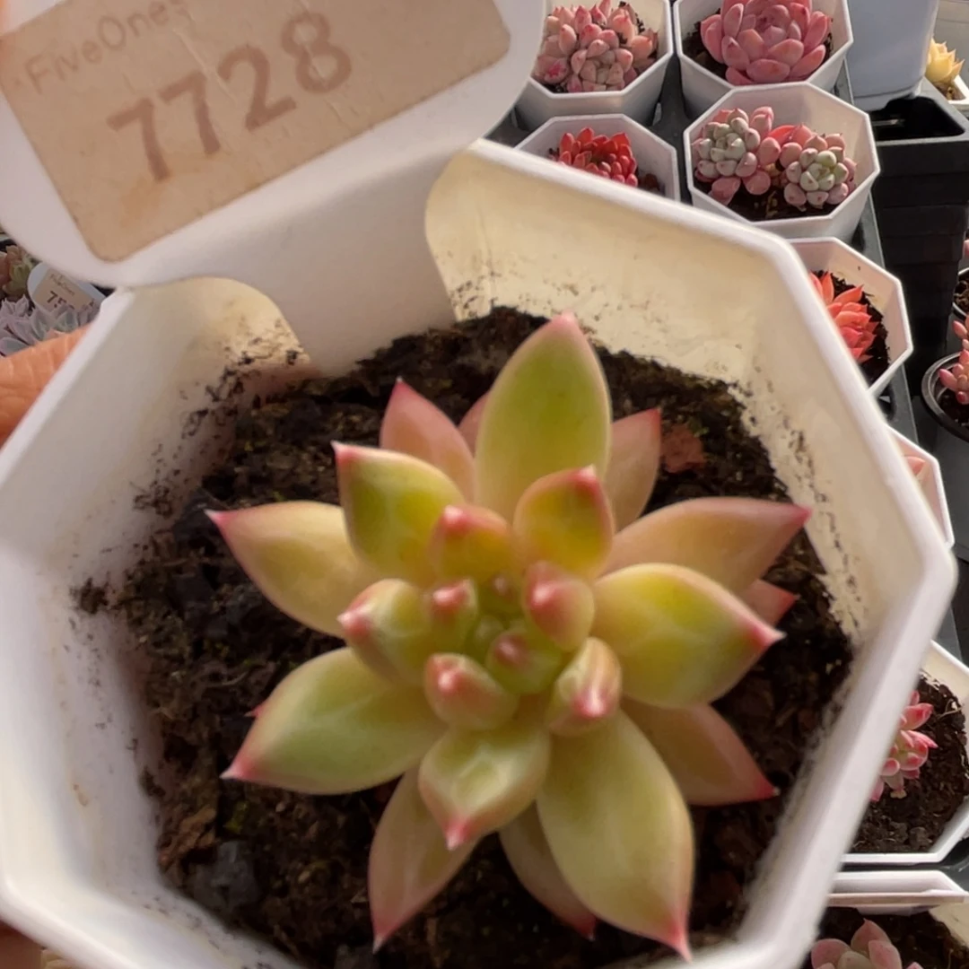 甲骨文7728-4.0厘米