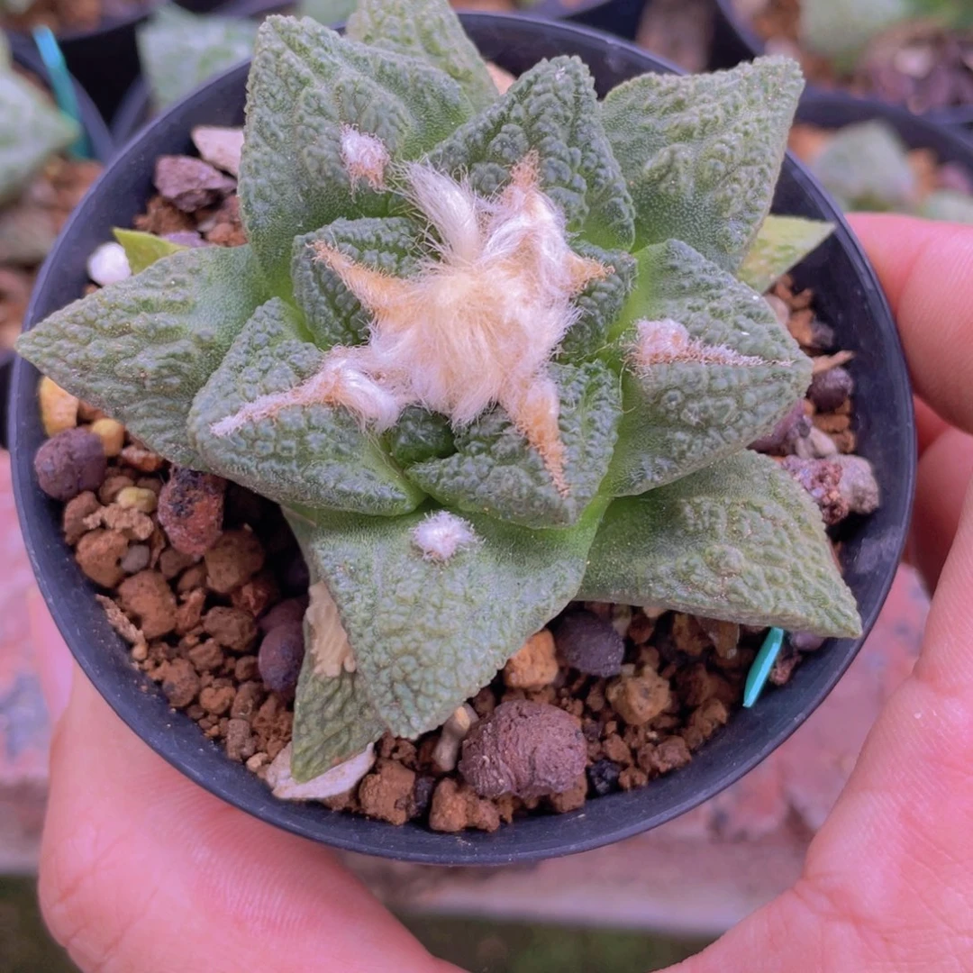 实生龟甲牡丹福利