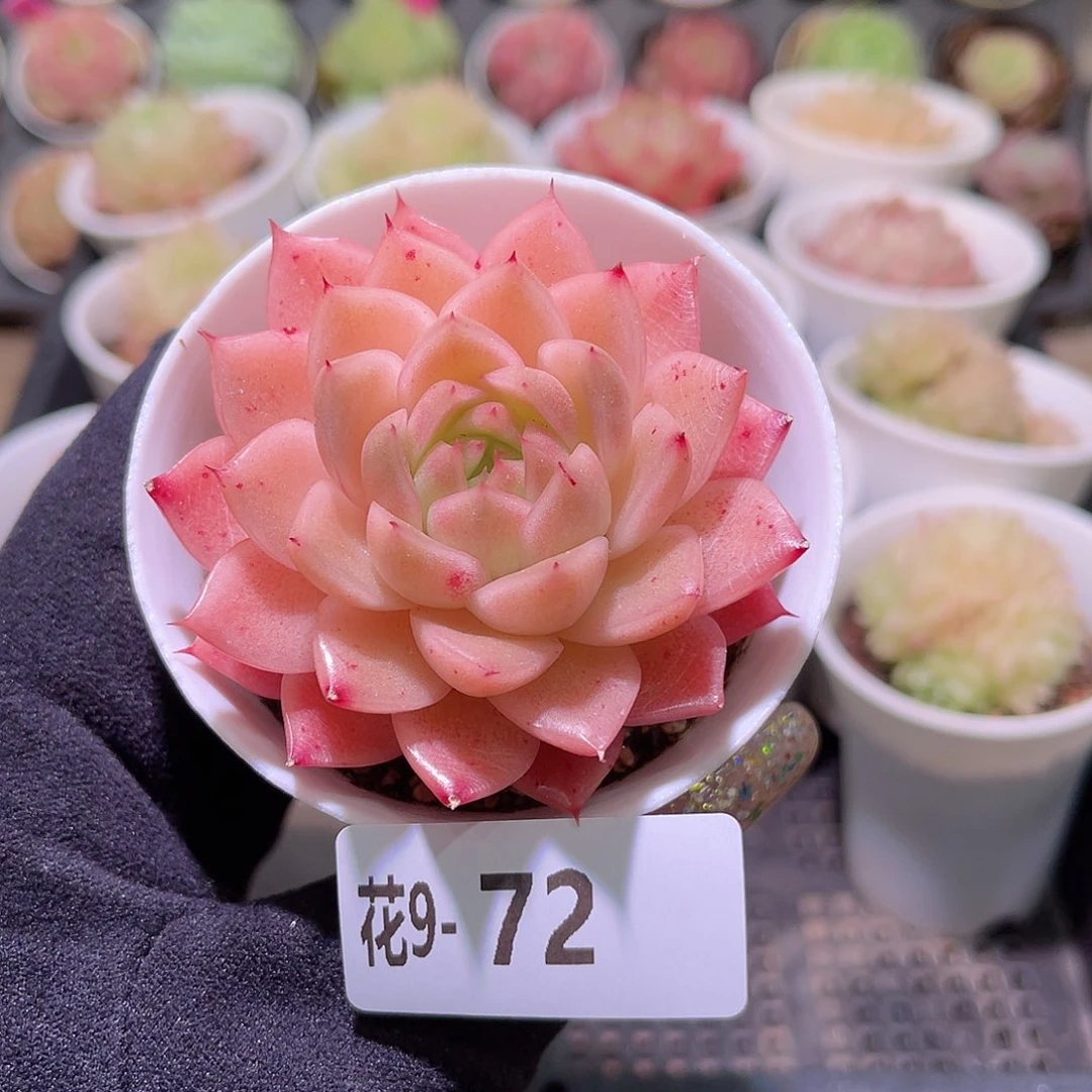 花利美9-72麦秆单头