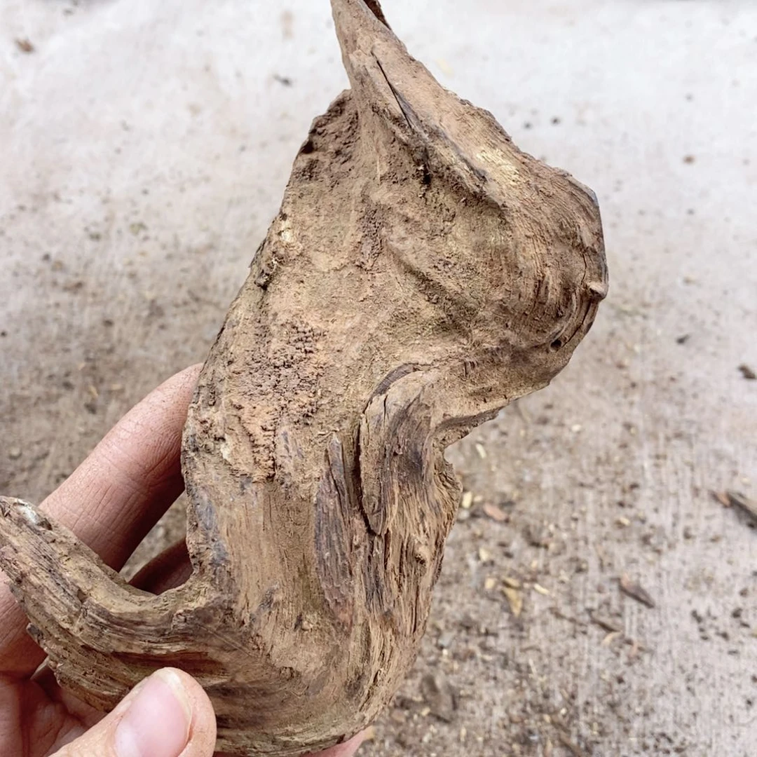 黄花梨/降香黄檀春**物