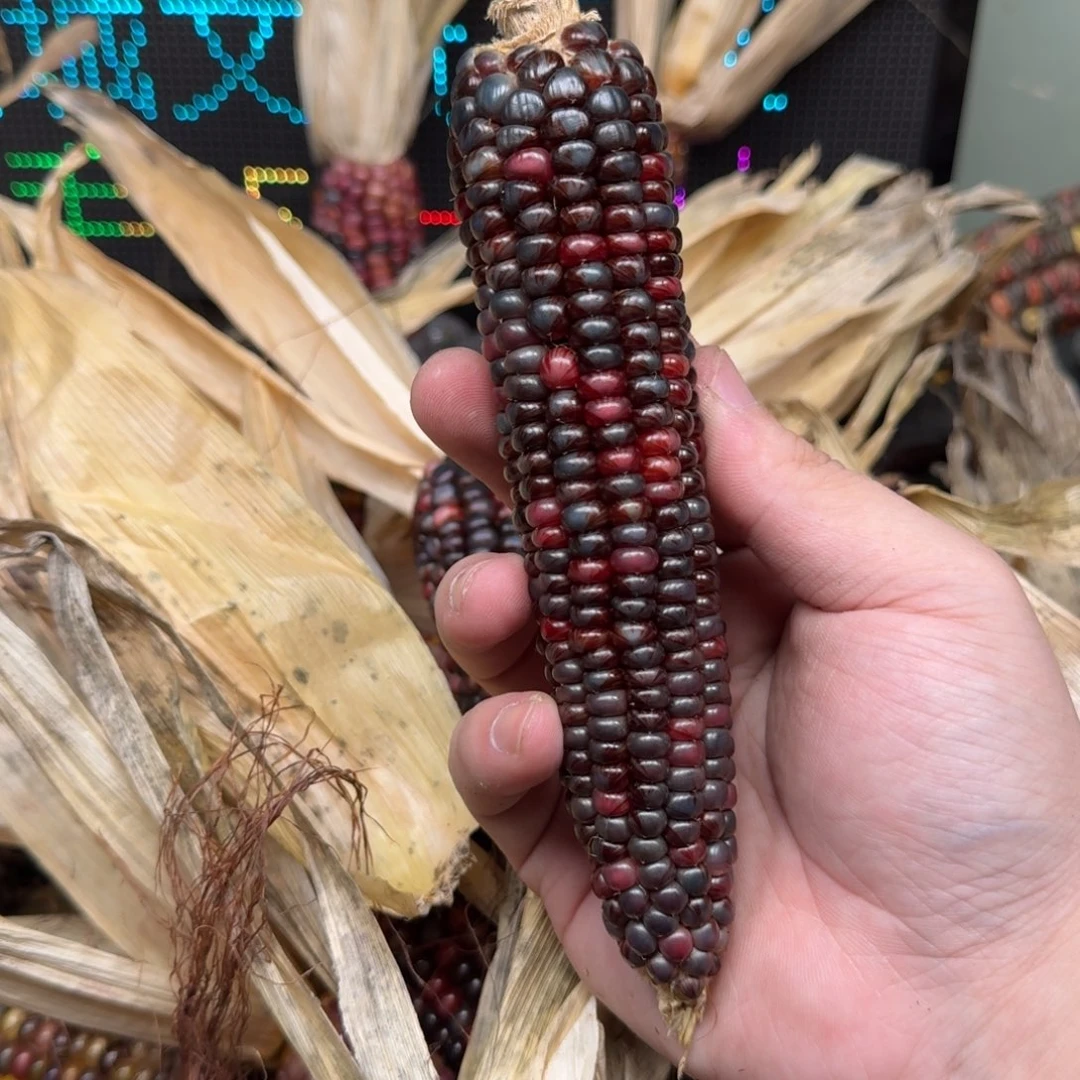 柏香籽/百香籽吊坠米*