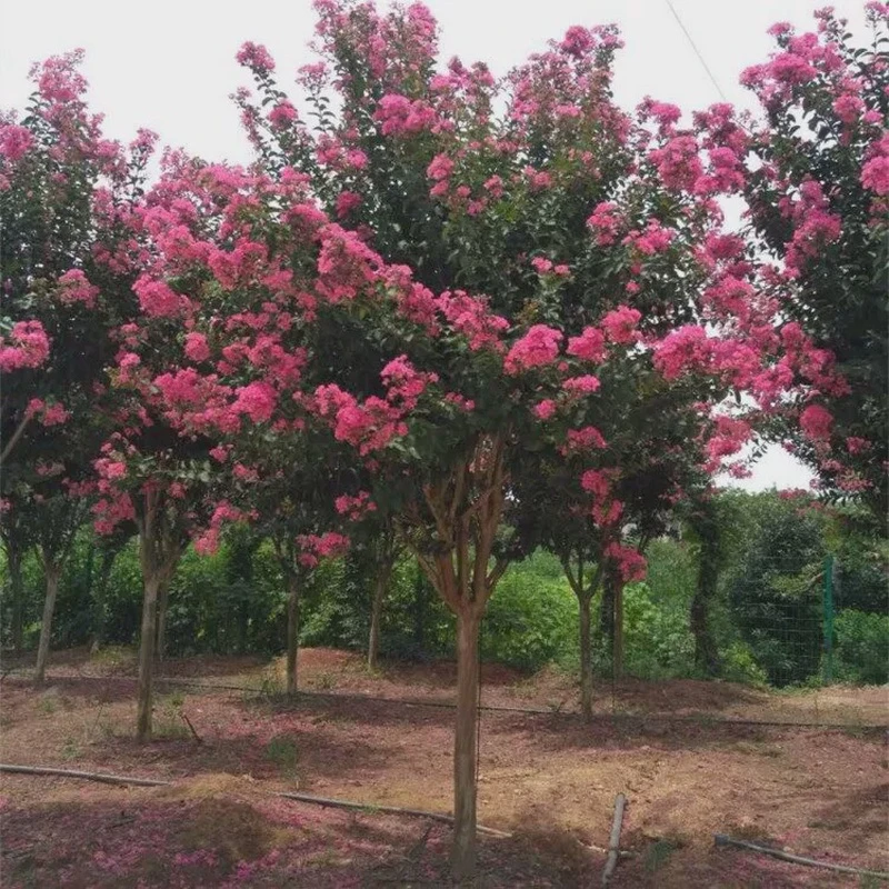 紫薇苗道路绿化拆迁占地苗红红火箭紫薇小苗紫薇树苗紫薇花树盆景