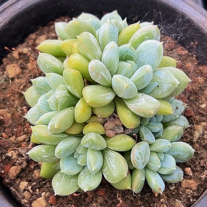 1颗美人系列多肉植物