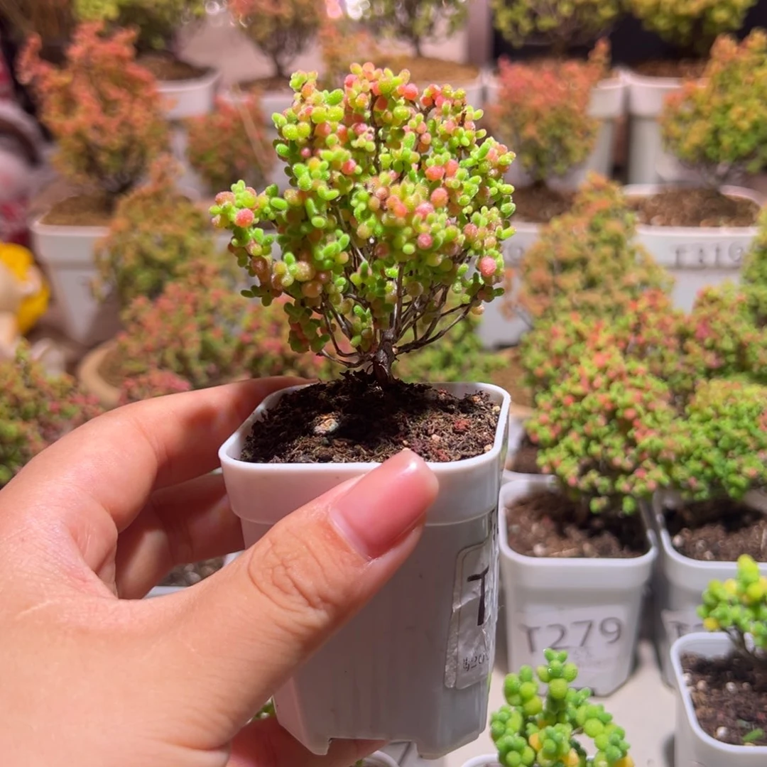 273蜜橘带土发货一物一拍