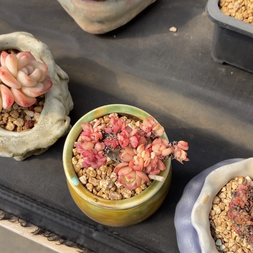 【闪购商品】追****梅拉小姐缀