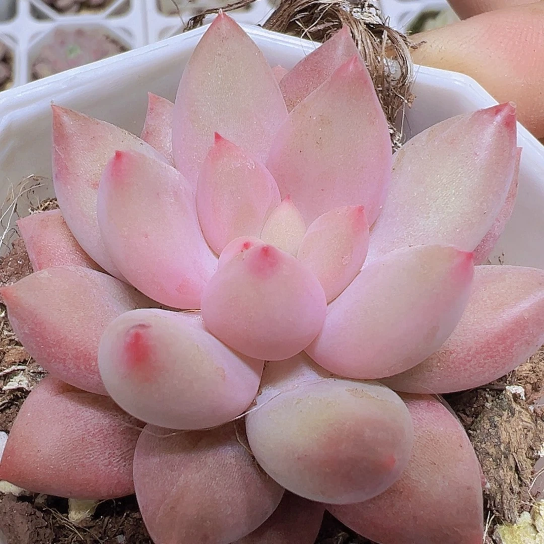 水晶球19还邮多肉