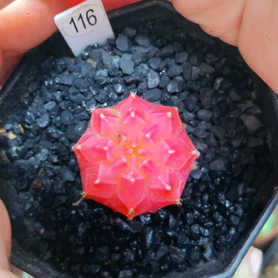 非偏远地区满25包邮仙人球裸根