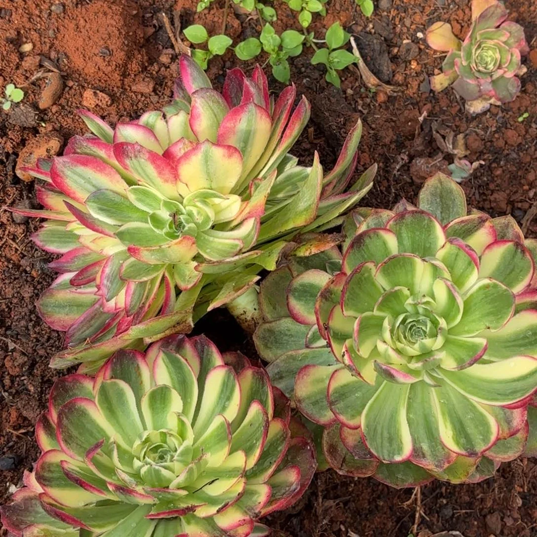 耀***云南多肉植物海鲜