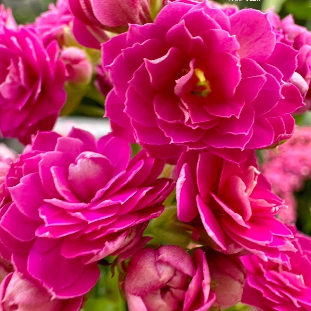 （丽莎/紫荆110盆）基地直发一代长寿  稀有大花品种  室内懒人花