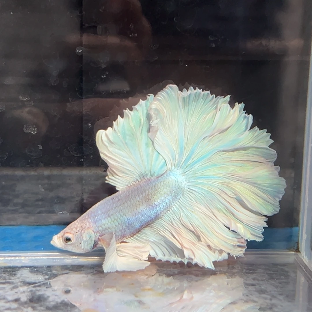 斗鱼72号特价活动鱼