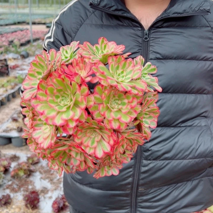 粉铜露养多肉法师