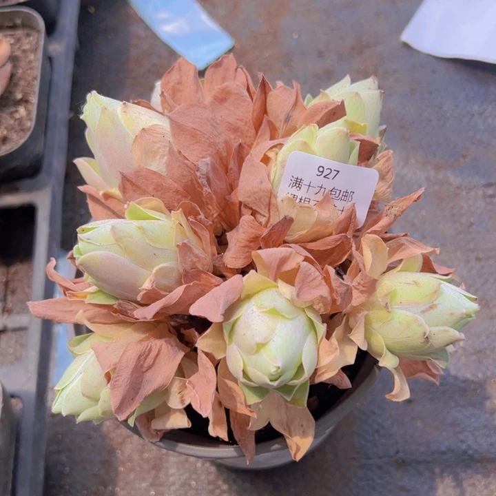 927 裸根不带土发货